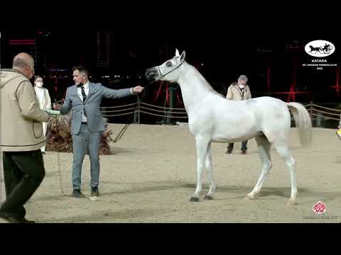 N 68 DARINE JATHAB   Katara Int  Arabian Peninsula Horse Show 2022   Fillies 2 Years Old Class 2B