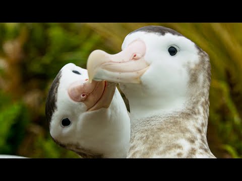 Male albatrosses pair for life | Frozen Planet II | BBC Earth