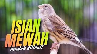 Download lagu ISIAN MEWAH MUDAH DITIRU - MASTERAN KENARI ISIAN BLACKTHROAT GACOR PALING DICARI KENARI MANIA mp3