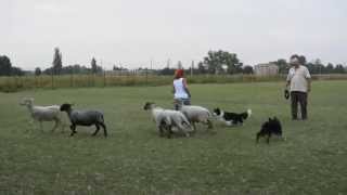 Prima lezione di Sheepdog per Rever in the star- Border collie