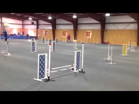 Pixie AKC JWW Q 3/6/16