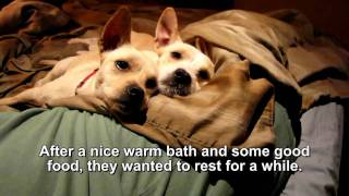 Stanley &amp; Luna - These two dogs WILL MAKE YOU SMILE!  (we found them a home - TOGETHER!!)