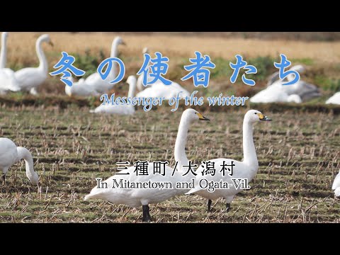 冬の使者「オオハクチョウ」