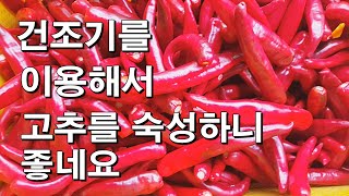 건조기 안에서 고추를 숙성해 보았습니다.(장마에 적응하는중)