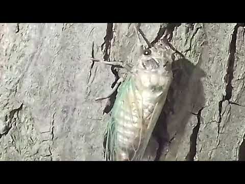 Bube Srbije-Cikada (Cicada orni)