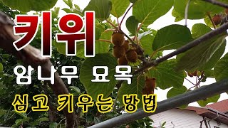 [텃밭농부.940]  키위 암나무 묘목 심고 키우기 #키위재배