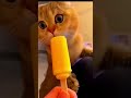 Funny Cat Funny Cat Cartoon Comedy Shorts