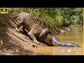 Wild Life Amazon Jungle The Silent Giant World S Biggest Anaconda In Amazon Forest Wildlife