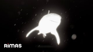 Yandel - Pikaita (Visualizer) / Infinito