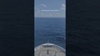 Download lagu story wa #peterpan mp3