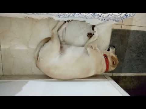 #ThodiLullaby to dear #Caesar