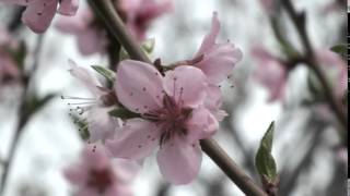 Цветение персика / Peach blossom фото