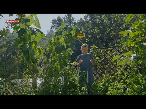 Škola vrtlarstva - vrtni suncokret