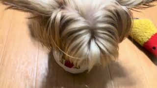 愛犬レオンの誕生日なのでプリンパフェを食べてもらいました🎶