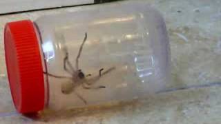 preview picture of video 'Giant Huntsman Spider'