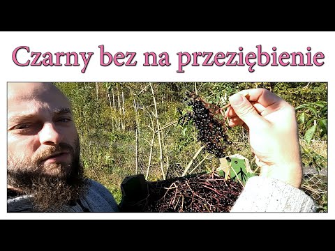 Czarny bez na przeziębienie - Harde Kopyto 10