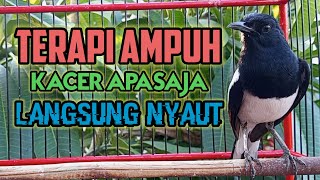 Download lagu Terapi kacer, pancingan kacer ngeplong tarung inimer4ngs4ng kacer agar cepat bunyi gacor! mp3 Download lagu Terapi kacer, pancingan kacer ngeplong tarung inimer4ngs4ng kacer agar cepat bunyi gacor! mp3