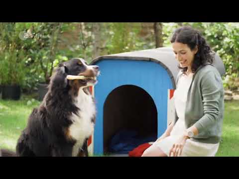 Löwenzahn Seifenkiste