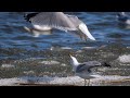 Ring Billed Gull Frenzy