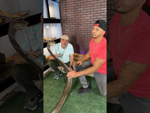 KING COBRA Almost Bites ME! 🐍😳