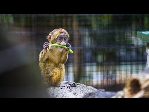 Exploring the SCP Foundation: Wilson's Wildlife Solutions