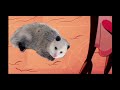 Moxxie Is NOT A Possum Or Is He