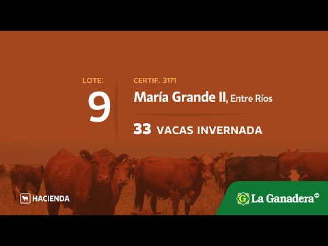 Lote Vacas invernada en Maria Grande 2