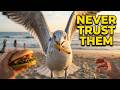 Seagulls Suck A Bird Compilation