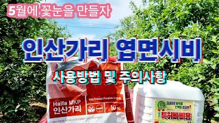 인산가리 엽면시비/꽃눈분화 촉진 시켜서 내년 꽃눈 지금 만들자