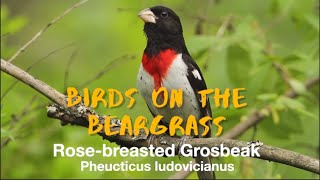 Download lagu Rose-breasted Grosbeak: Birds on the Beargrass - learn about the birds along KY's Beargrass Creek mp3 Download lagu Rose-breasted Grosbeak: Birds on the Beargrass - learn about the birds along KY's Beargrass Creek mp3