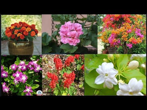 download lagu mp3 mp4 Perennial Plants Names, download lagu Perennial Plants Names gratis, unduh video klip Perennial Plants Names