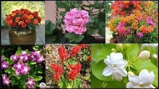 Best all season perennial flower plants