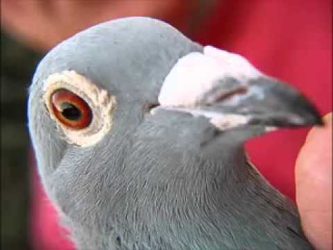 henk wijngaard - de vlam is gefooft