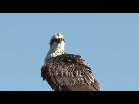 Look at those claws! A superb Osprey (Fish Eagle) preening its feathers