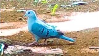 rolinha pararu azul você conhece?