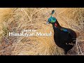 The High Life Of The Himalayan Monal