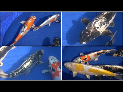 My Koi Breeding Project - Part 24 - A look at some parent Koi
