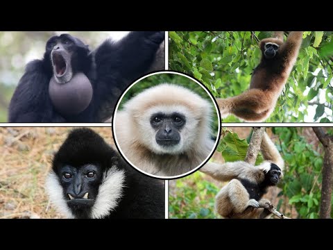 Nature - All Gibbon Sounds