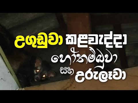 උගුඩුවා, කළවැද්දා, හෝතම්බුවා සහ උරුලෑවා | Asian palm civet | @RuusoOfficial