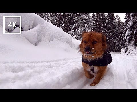 Deep Snow Hiking in the Mountains | 4K Virtual Dog Walk