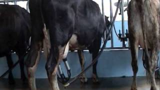 preview picture of video 'Dairy Cow Breed - Pasuruan - East Java'