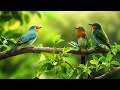 4K Morning Birds Singing Forest Birdsong Nature Sounds Bird Sounds Spectacular