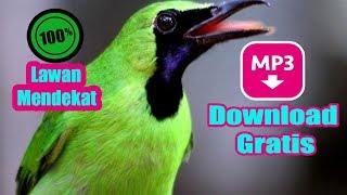 Download lagu Download Suara Pikat Burung Cucak Ijo MP3 II Di Jamin 100% Lawan mendekat II Pemikat Amatir mp3 Download lagu Download Suara Pikat Burung Cucak Ijo MP3 II Di Jamin 100% Lawan mendekat II Pemikat Amatir mp3