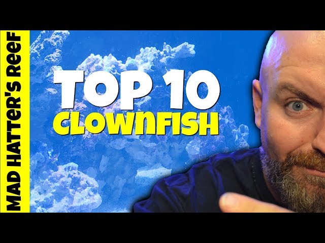 reef marine fish designer