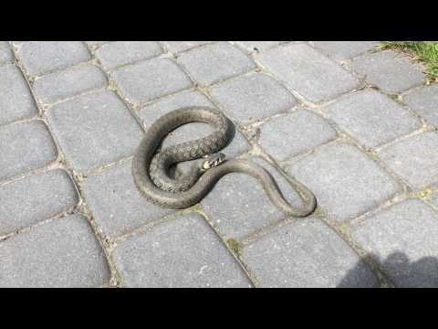 Co to za wąż odwiedził dziś mój dom ?
