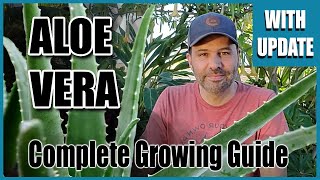 Aloe Vera, Complete Growing Guide - With 3 Month Update