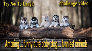Try Not To Laugh  Amazing ... funny cute baby dog ... funniest animals ... #shorts