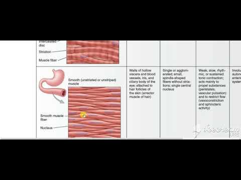 Muscular system 3
