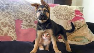 When Dogs and Cats Protect and Care for Each Other 🐶