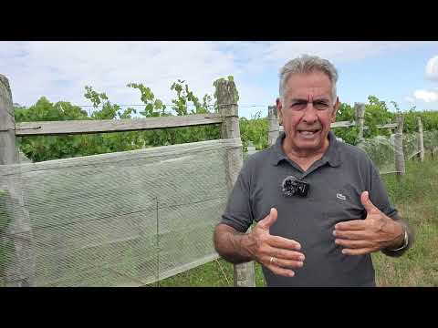 VINOS DE SIERRA Y MAR. Estuvimos en Viñedos y Bodega LOS CABOS y BECASINA (ROCHA-URUGUAY)